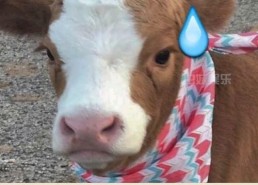 娱乐吃瓜酱大鹅